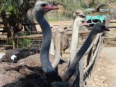 Ostrich Farm visit - Oudtshoorn